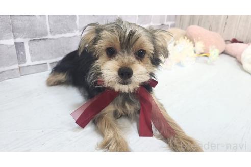 販売中の東京都のミックス犬-351064の12枚目