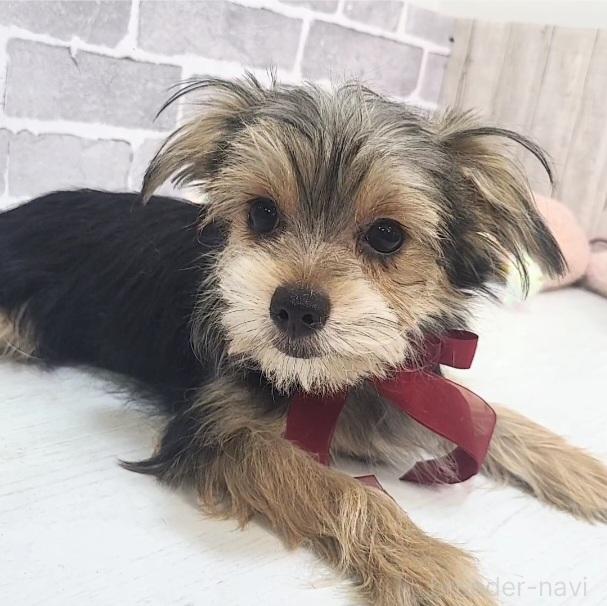 販売中の東京都のミックス犬-351064の10枚目