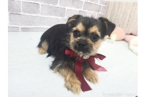 販売中の東京都のミックス犬-351063の4枚目