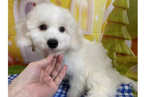 成約済の神奈川県のビションフリーゼ-374376の8枚目