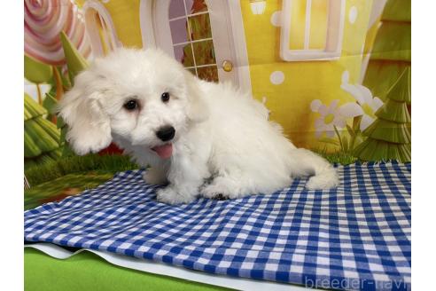 成約済の神奈川県のビションフリーゼ-374376の5枚目