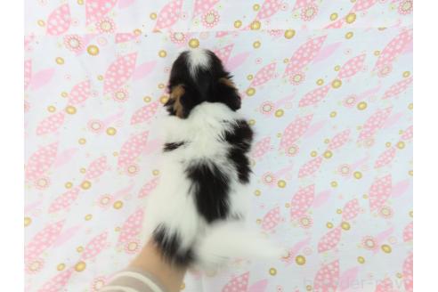 成約済の千葉県のパピヨン-374741の5枚目