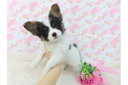 成約済の千葉県のパピヨン-374741の4枚目