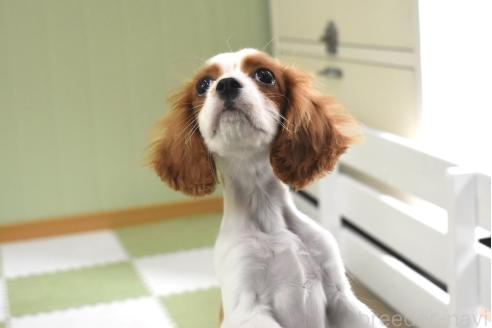 成約済の愛知県のキャバリアキングチャールズスパニエル-383105の4枚目