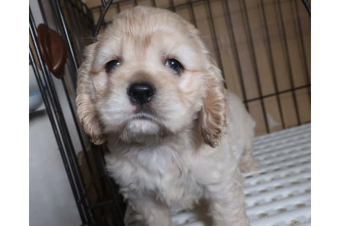 販売中の長崎県のアメリカンコッカースパニエル-383135の4枚目