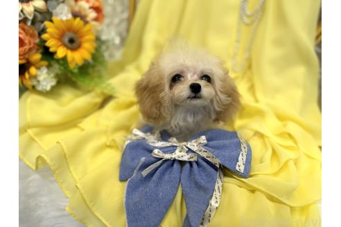 販売中の広島県のティーカッププードル-379594