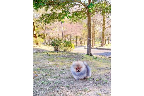 成約済の岐阜県のポメラニアン-372948の13枚目