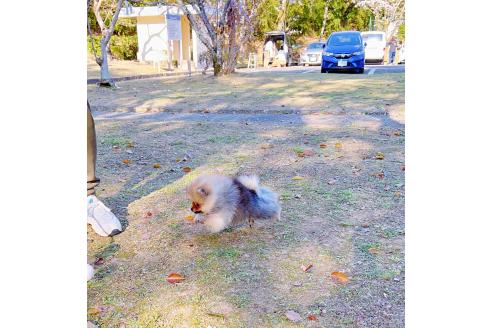 成約済の岐阜県のポメラニアン-372948の11枚目