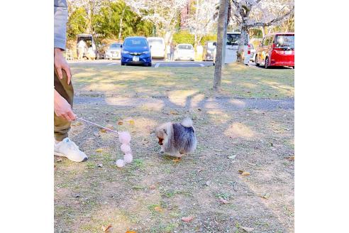 成約済の岐阜県のポメラニアン-372948の10枚目
