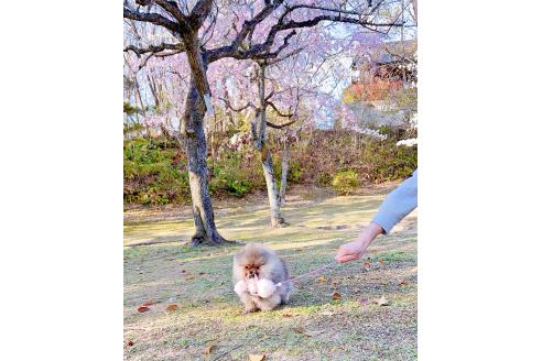 成約済の岐阜県のポメラニアン-372948の8枚目