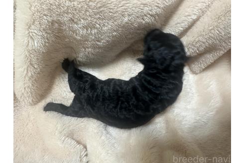 商談中の茨城県のトイプードル-383179の22枚目