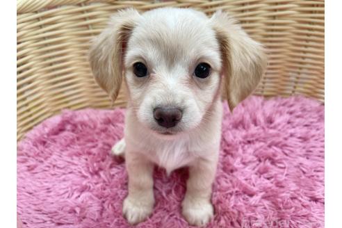 秋田県のチワックス:チワワ×ミニチュアダックスフンド｜女の子