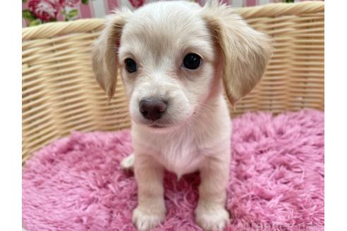 ルナちゃん巣立ち🕊️✨✨ モコbaby、ルナちゃん🐶💕 巣立ちの日