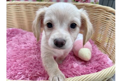成約済の秋田県のチワックス:チワワ×ミニチュアダックスフンド-381405の6枚目