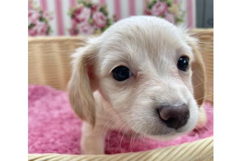 成約済の秋田県のチワックス:チワワ×ミニチュアダックスフンド-381405の3枚目