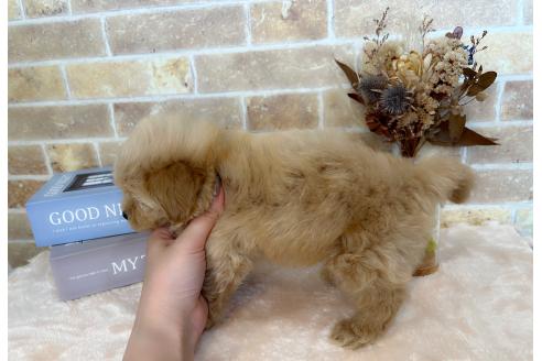 成約済の和歌山県のミックス犬-379734の5枚目