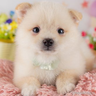 成約済の東京都のミックス犬-383784の1枚目
