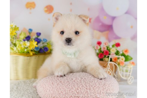 成約済の東京都のミックス犬-383784の3枚目