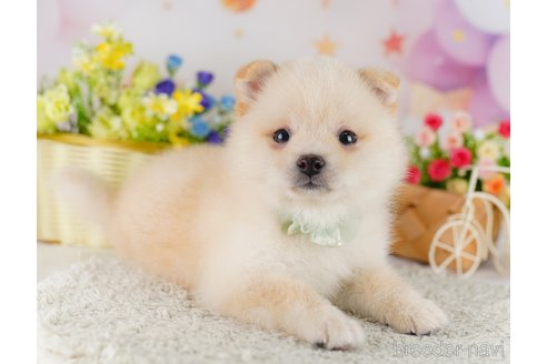 成約済の東京都のミックス犬-383784の4枚目