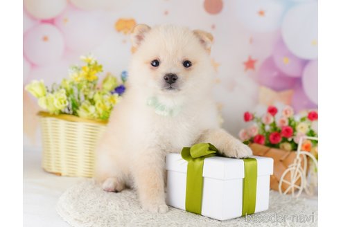 成約済の東京都のミックス犬-383784の5枚目