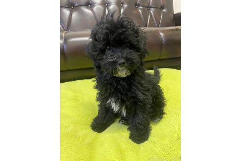 販売中の滋賀県のミックス犬-376295の7枚目