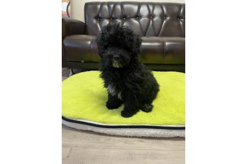 販売中の滋賀県のミックス犬-376295の6枚目