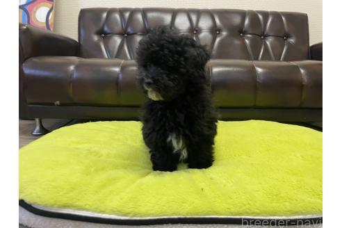販売中の滋賀県のミックス犬-376295の5枚目