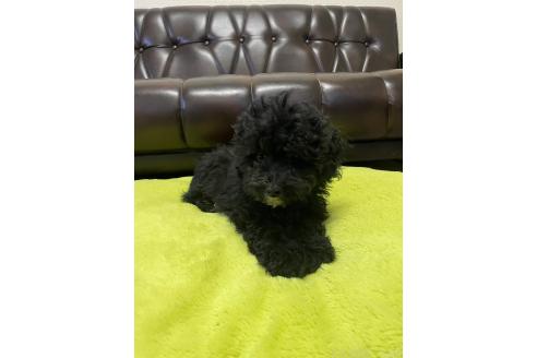 販売中の滋賀県のミックス犬-376295の4枚目