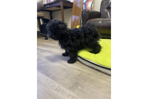 販売中の滋賀県のミックス犬-376295の3枚目