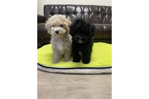販売中の滋賀県のミックス犬-376295の2枚目