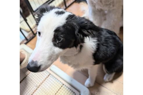 販売中の岡山県のボーダーコリー-382881の3枚目