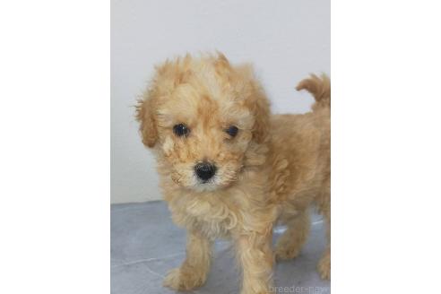 成約済の宮崎県のマルプー:マルチーズ×トイプードル-382906の1枚目