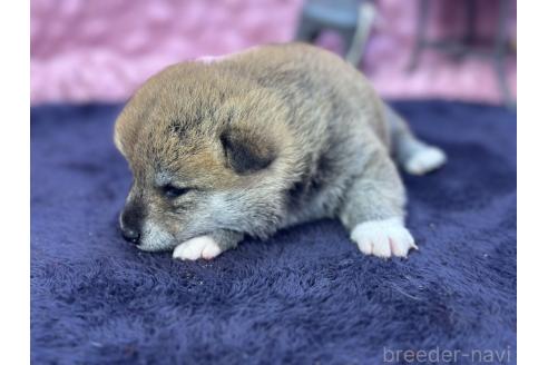 成約済の茨城県の柴犬-383258の8枚目