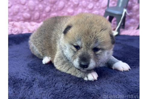 成約済の茨城県の柴犬-383258の7枚目