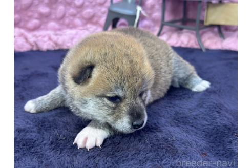 成約済の茨城県の柴犬-383258の6枚目