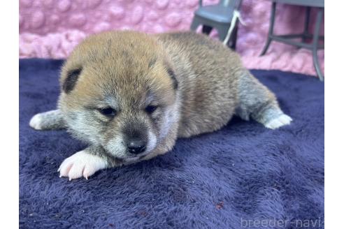 成約済の茨城県の柴犬-383258の5枚目