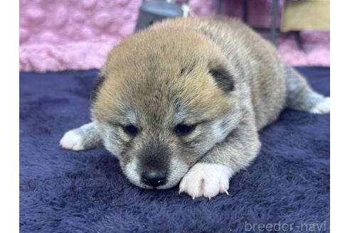 成約済の茨城県の柴犬-383258の4枚目