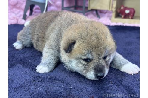 成約済の茨城県の柴犬-383258の3枚目