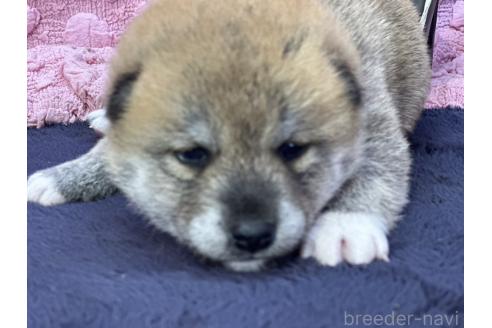 成約済の茨城県の柴犬-383258の2枚目
