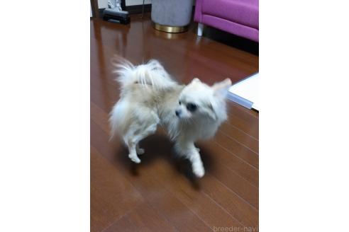 商談中の東京都のチワワ(ロングコート)-169970の4枚目