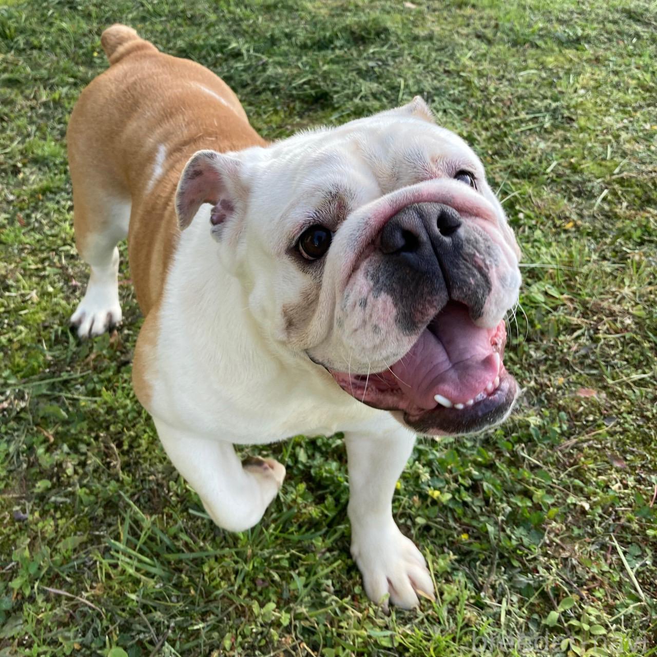 販売中の愛媛県のブルドッグ-326180の1枚目