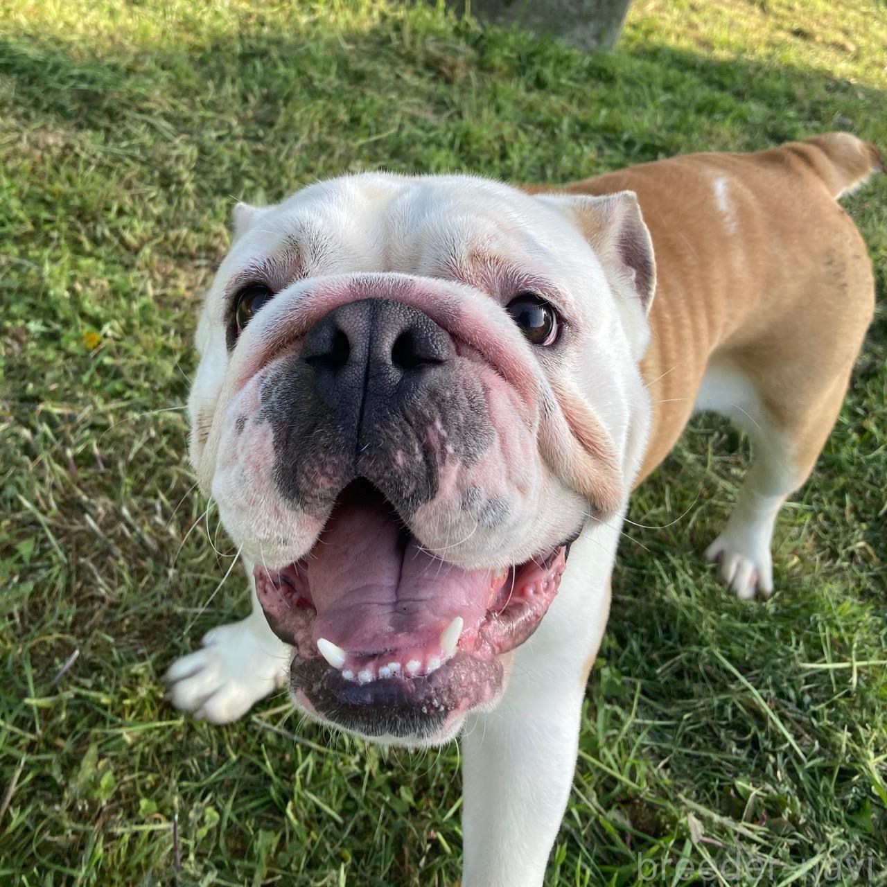 販売中の愛媛県のブルドッグ-326180の4枚目