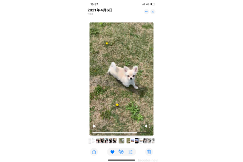 ファナちゃん1枚目