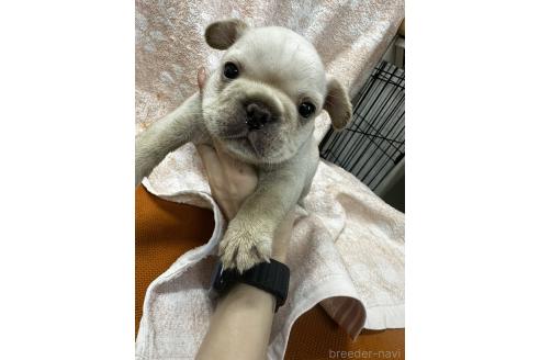 成約済の千葉県のフレンチブルドッグ-383303の3枚目