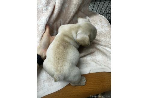 成約済の千葉県のフレンチブルドッグ-383303の2枚目
