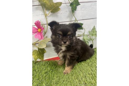 販売中の茨城県のミックス犬-383312の9枚目
