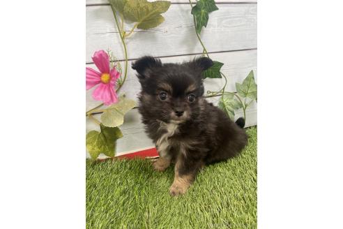 販売中の茨城県のミックス犬-383312の8枚目