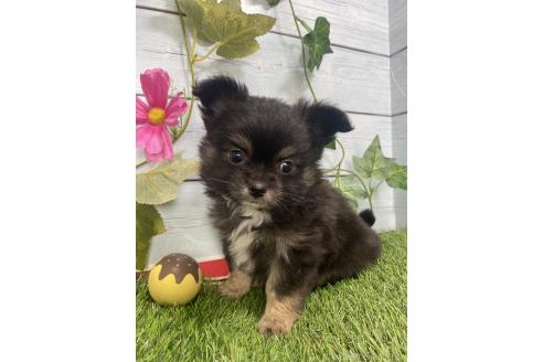 販売中の茨城県のミックス犬-383312の7枚目