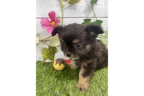 販売中の茨城県のミックス犬-383312の6枚目