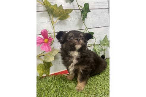 販売中の茨城県のミックス犬-383312の5枚目